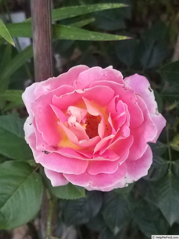 'Evelyne Dheliat ®' rose photo