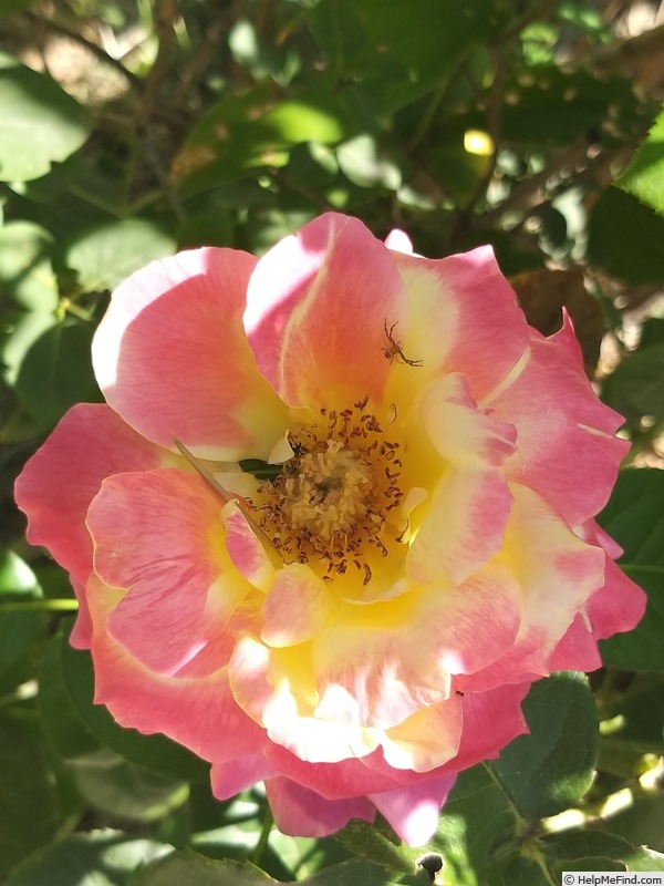 'Evelyne Dheliat ®' rose photo