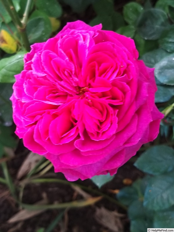 'Falstaff' rose photo