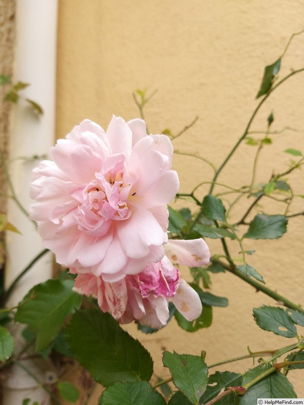 'Felicia (hybrid musk, Pemberton 1926)' rose photo