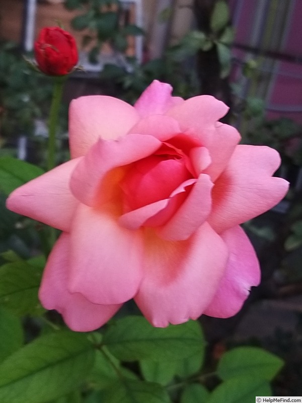 'Florence Arthaud' rose photo