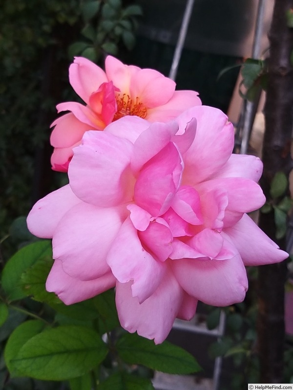 'Florence Arthaud' rose photo