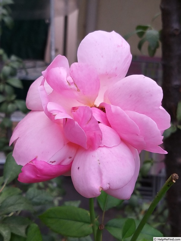 'Florence Arthaud' rose photo