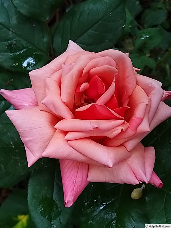 'Florence Arthaud' rose photo
