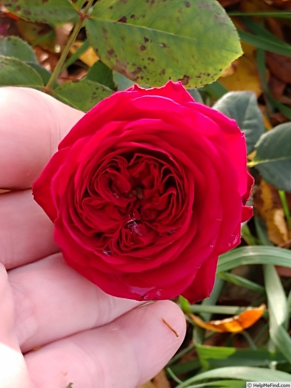'Tess of the d'Urbervilles' rose photo