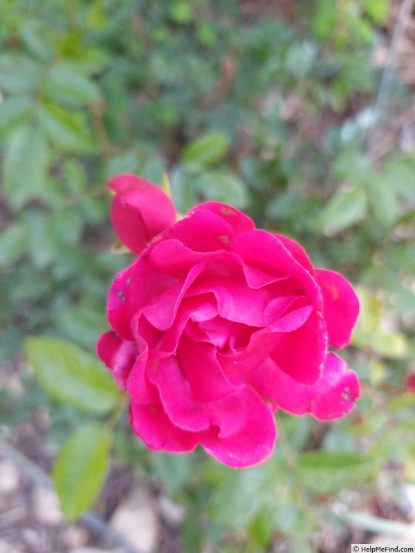 'Fête des Mères' rose photo