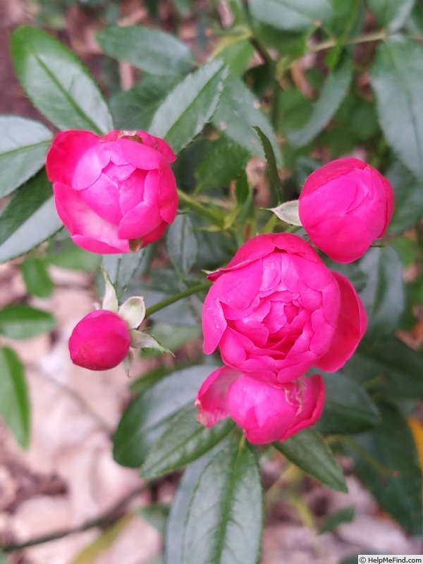 'Fête des Mères' rose photo