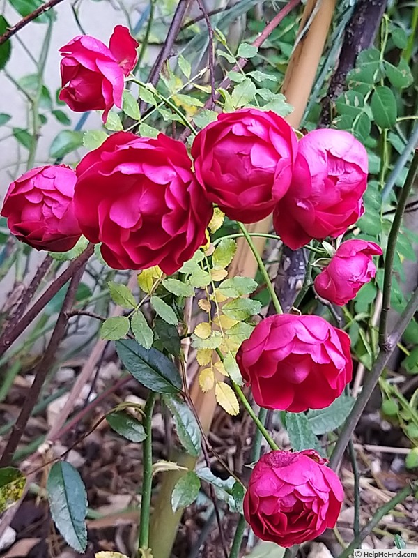 'Fête des Mères' rose photo