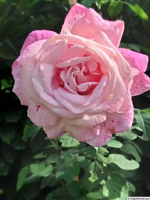 'Frederic Mistral ®' rose, click to enlarge 'Frederic Mistral ®' rose photo