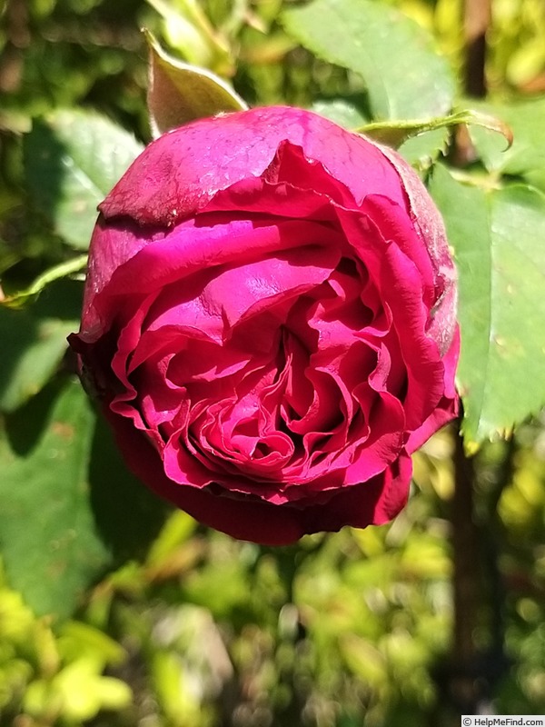 'George Dickson' rose photo