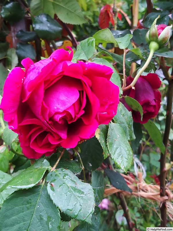 'George Dickson' rose photo