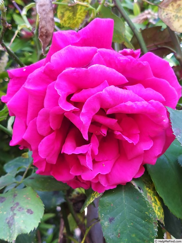 'George Dickson' rose photo