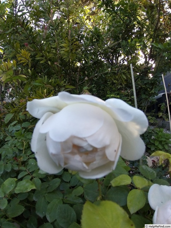 'Glamis Castle' rose photo