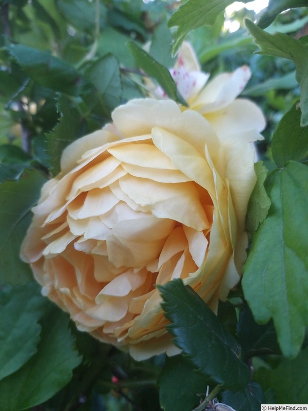 'Golden Celebration ™' rose, click to enlarge 'Golden Celebration ™' rose photo
