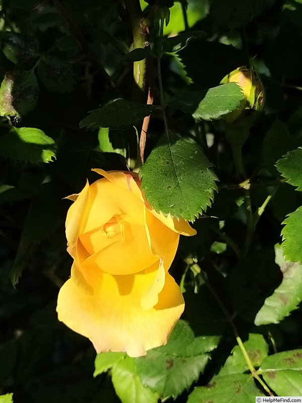 'Golden Celebration ™' rose photo