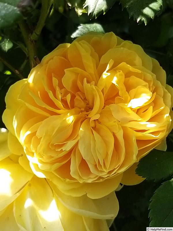'Golden Celebration ™' rose, click to enlarge 'Golden Celebration ™' rose photo