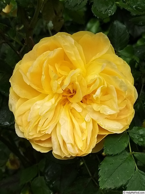 'Golden Celebration ™' rose photo