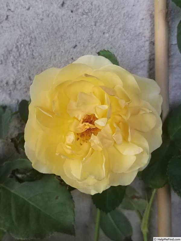 'Graham Thomas' rose photo