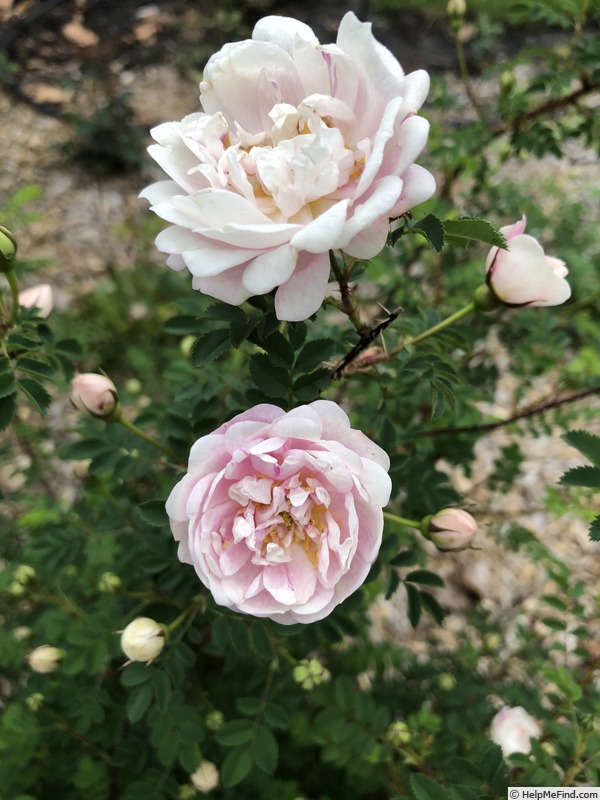 '<i>Rosa spinosissima</i> 'Andrewsii'' rose photo