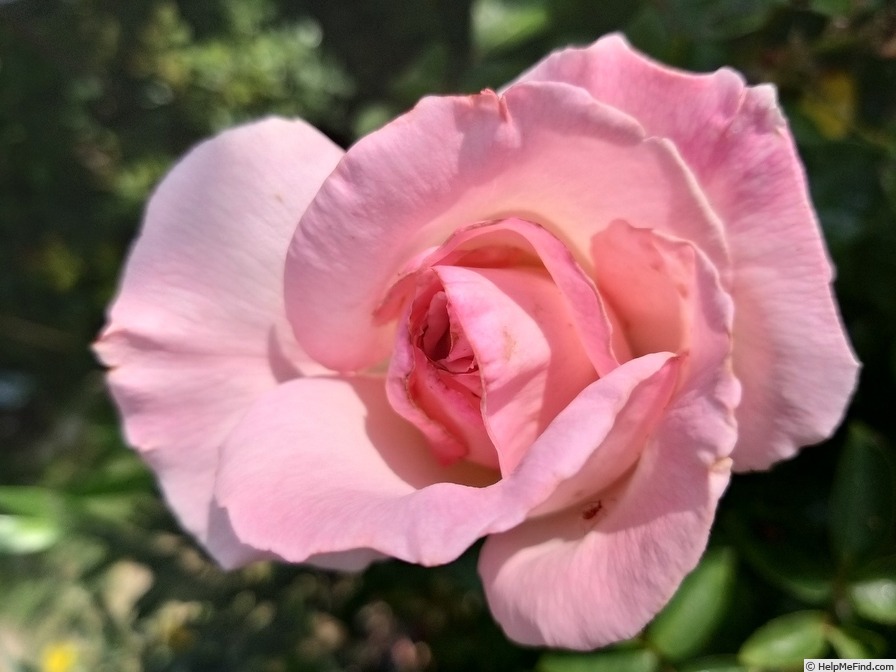 'Grand Siècle®' rose, click to enlarge 'Grand Siècle®' rose photo