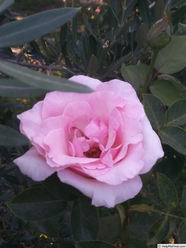 'Grand Siècle®' rose, click to enlarge 'Grand Siècle®' rose photo