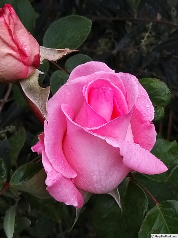 'Grand Siècle®' rose photo