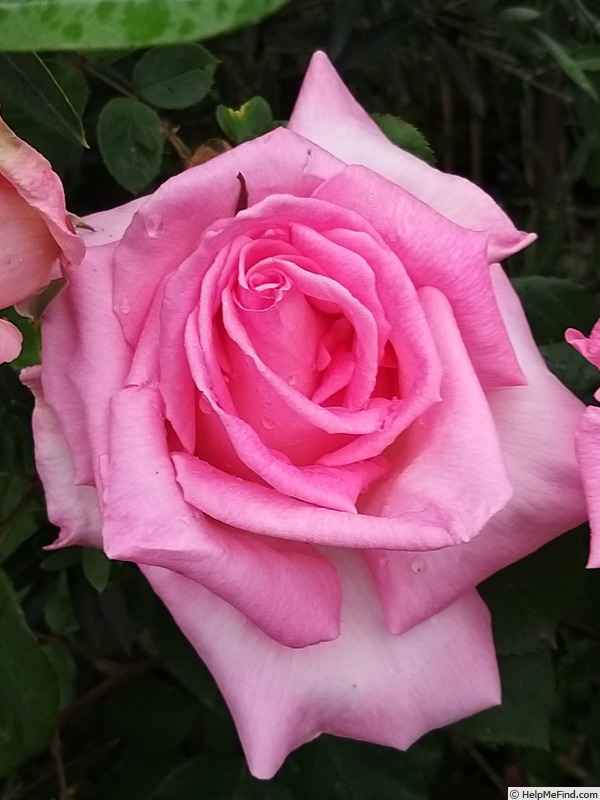 'Grand Siècle®' rose photo