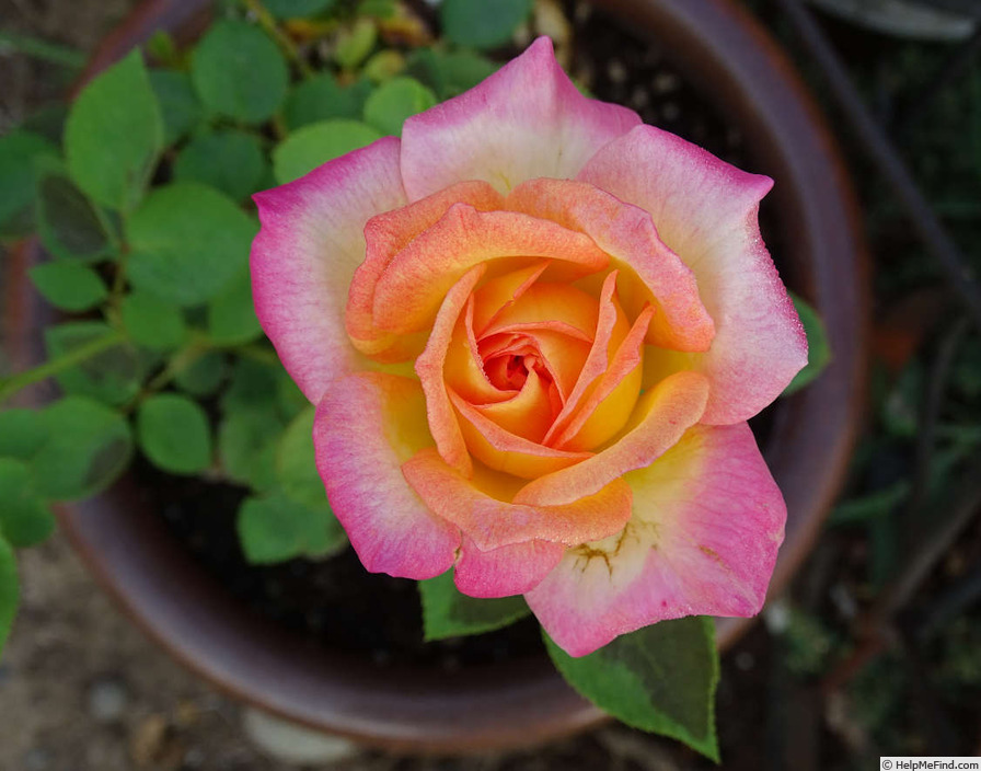 'Mr. Chips' rose photo
