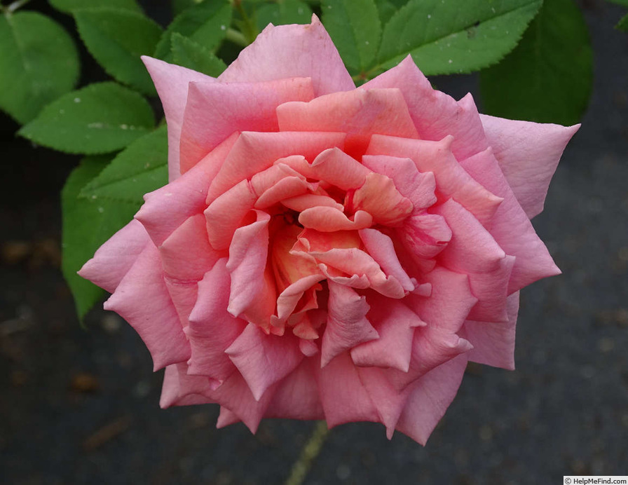 'My Choice (hybrid tea, Le Grice, 1958)' rose photo