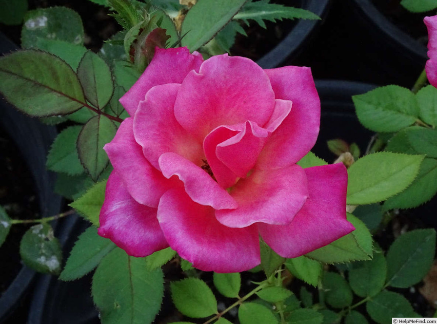 'O'Rilla' rose photo