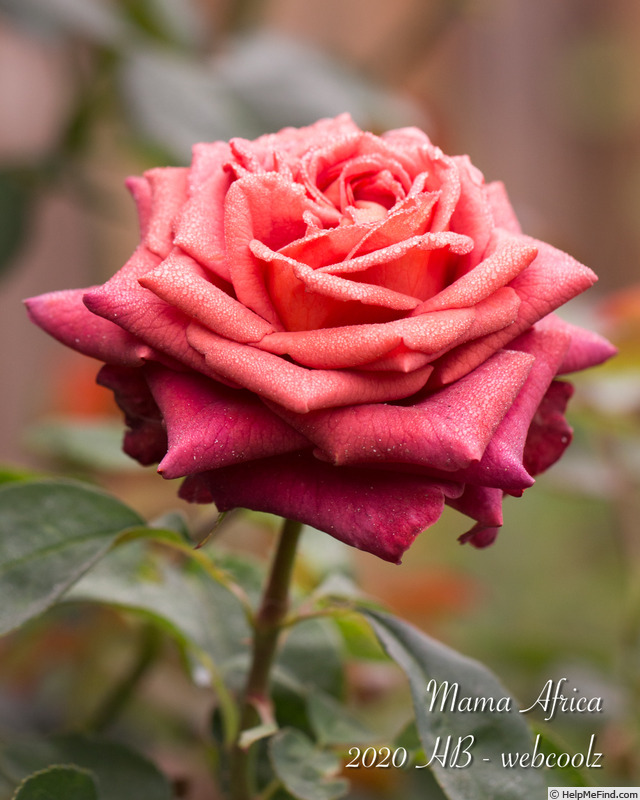 'Mama Africa (florists rose, Spek, 2005)' rose photo