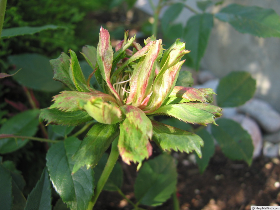 'Viridiflora' rose photo