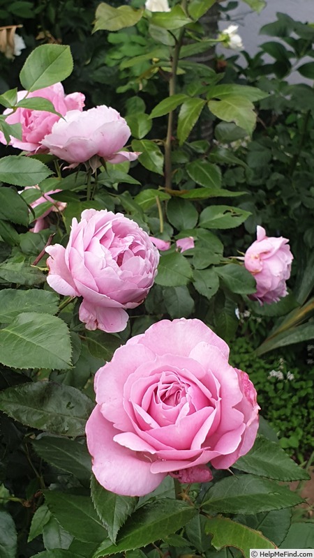 'Pink Purple' rose photo