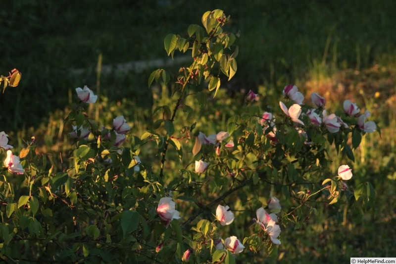 'R. chinensis spontanea' rose photo