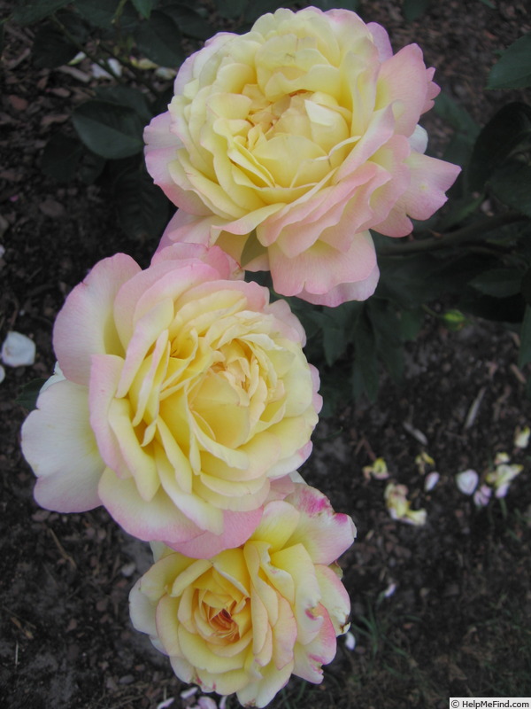 'Mitsouko ®' rose photo