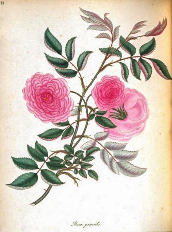'Gracilis (Boursault)' rose photo