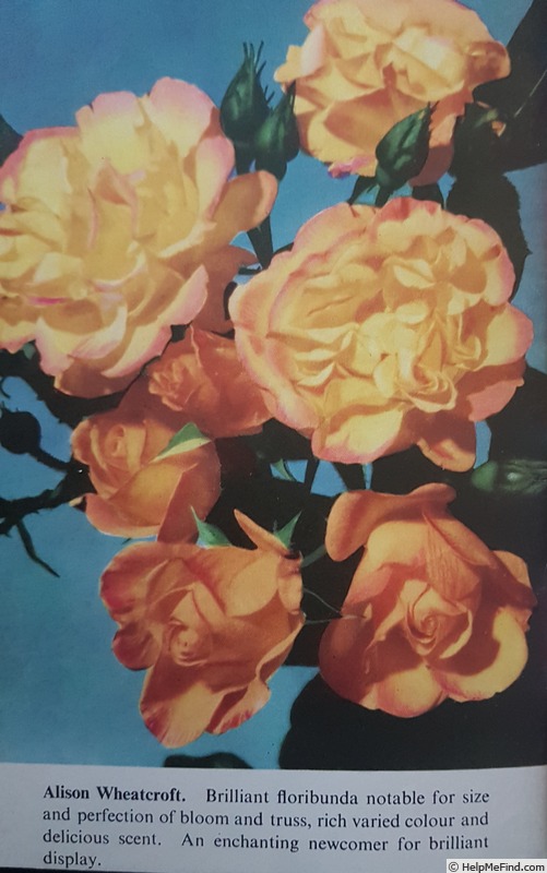 'Alison Wheatcroft' rose photo