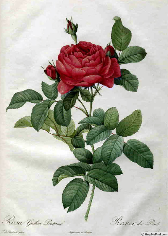 'Rosier Du Pont' rose photo