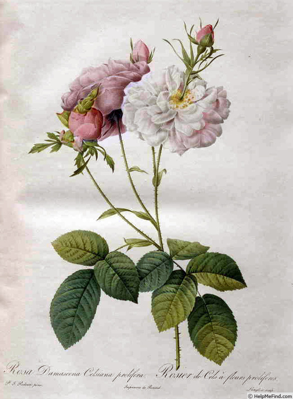 '<i>Rosa Damascena Celsiana prolifera</i>' rose photo