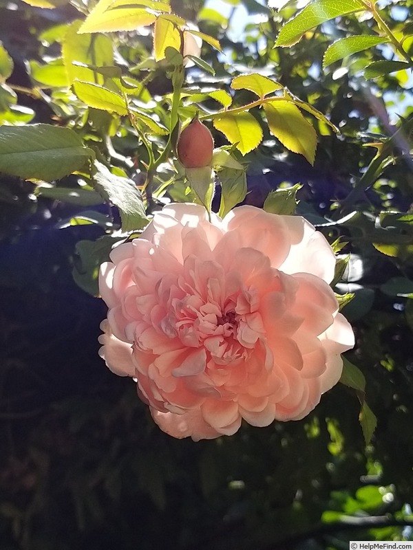 'Albertine (hybrid wichurana, Barbier, 1921)' rose photo