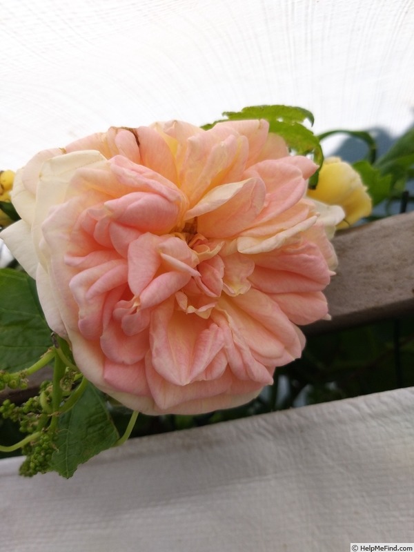 'Alchymist' rose photo
