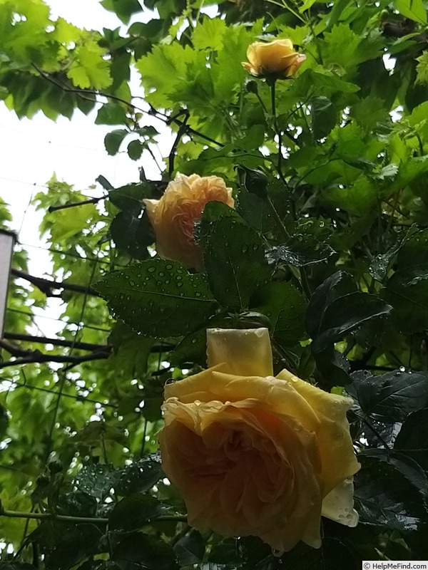 'Alchymist' rose photo