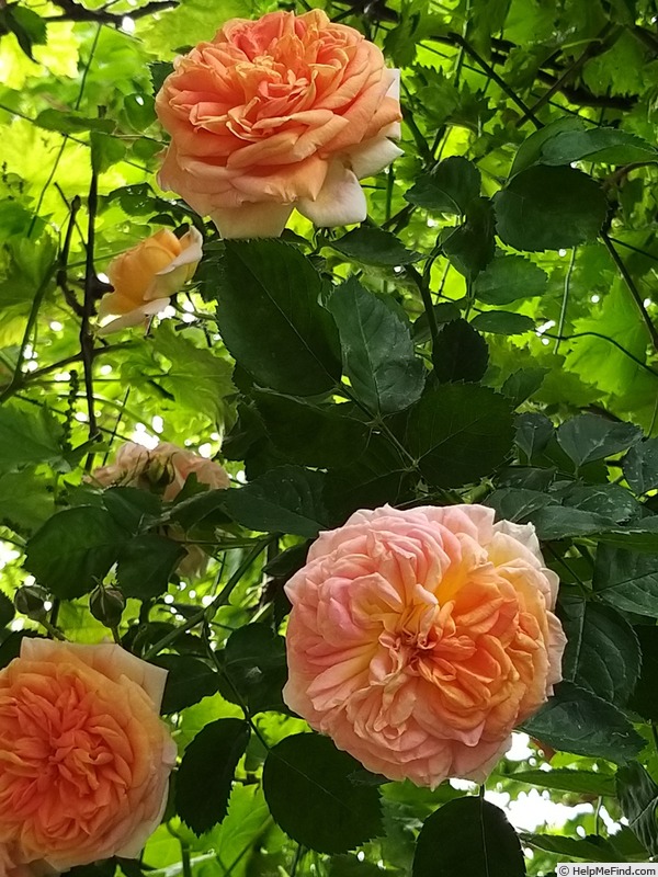 'Alchymist' rose, click to enlarge 'Alchymist' rose photo
