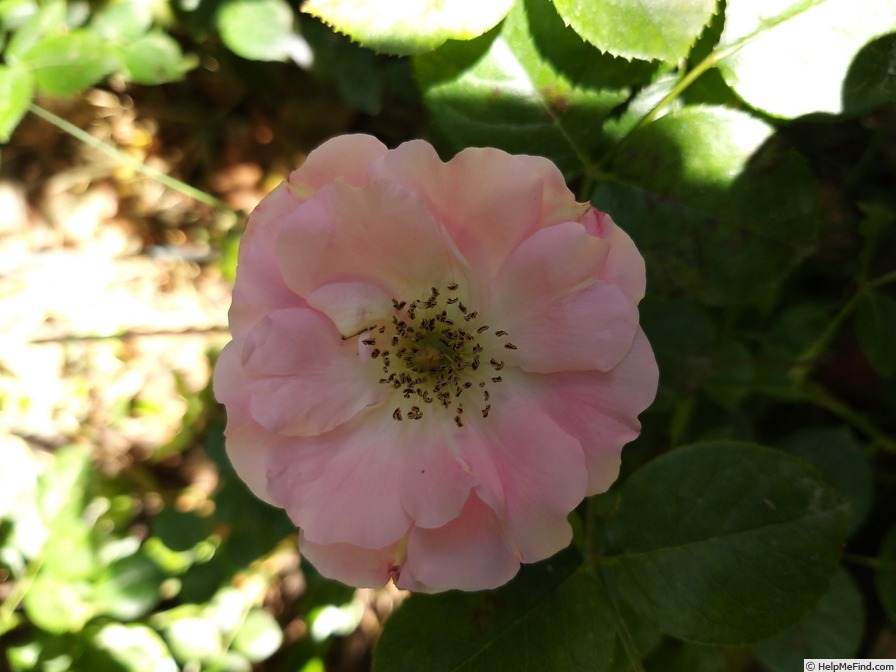 'Bantry Bay ® (Large Flowered Climber, McGredy, 1960)' rose photo