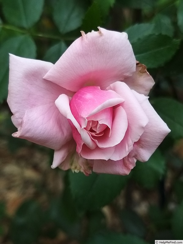 'Blossomtime (Large Flowered Climber, O'Neal, 1951)' rose photo