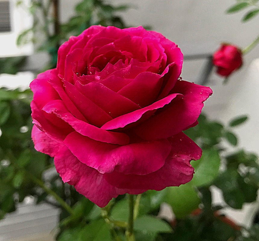 'Red Diamond' rose photo