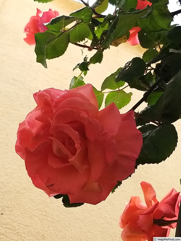 'Grimpant Christophe Colomb' rose photo
