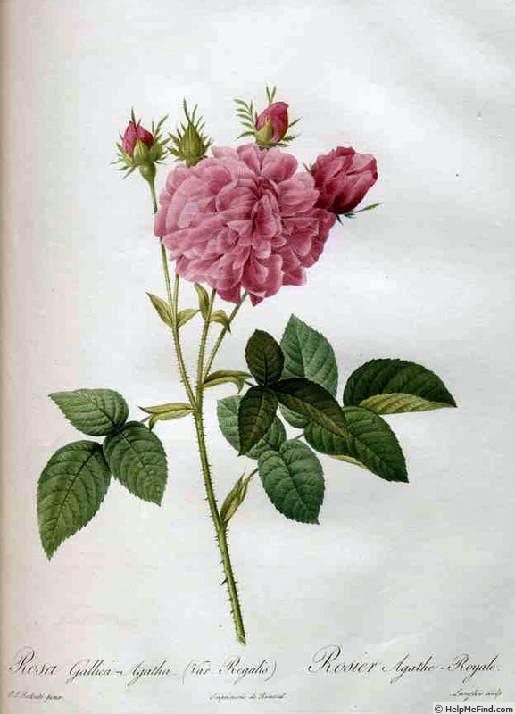 'Rosa gallica Agatha var. Regalis' rose photo