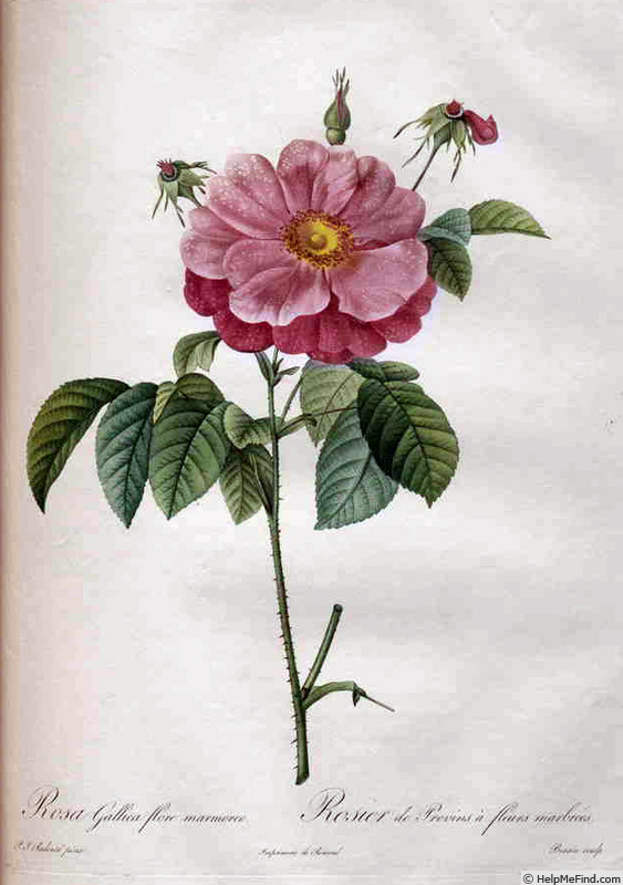 '<i>Rosa gallica flore marmoreo</i>' rose photo