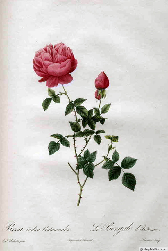 'Automnalis' rose photo